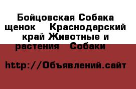 Бойцовская Собака щенок  - Краснодарский край Животные и растения » Собаки   